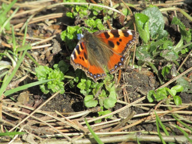 Butterfly Starning wildlife