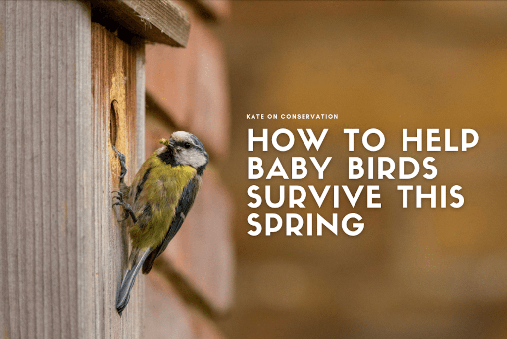 How one might help teenager birds survive this spring