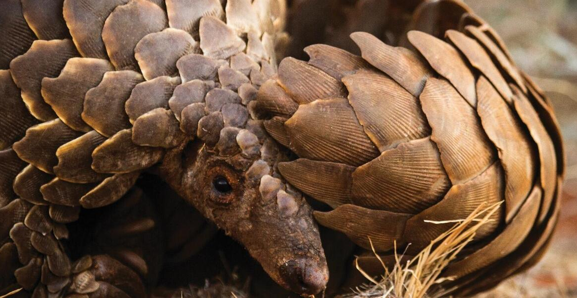 Talking up for pangolins by the use of artwork work and expertise