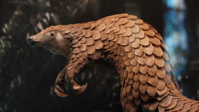 pangolin taxidermy