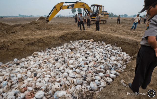 Re-imagine-nature -Thousands-of-slaughtered-pangolins-lie-in-a-pit-before-being-burnt-in-Medan-Indonesia