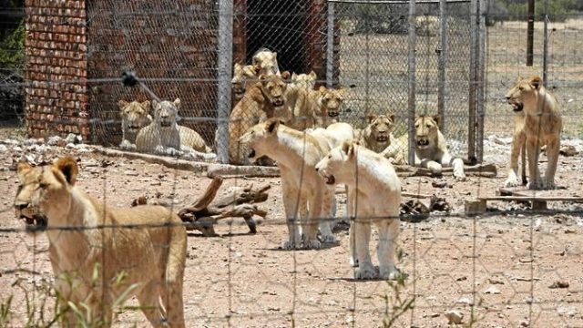 Lions Canned Hunting Africa