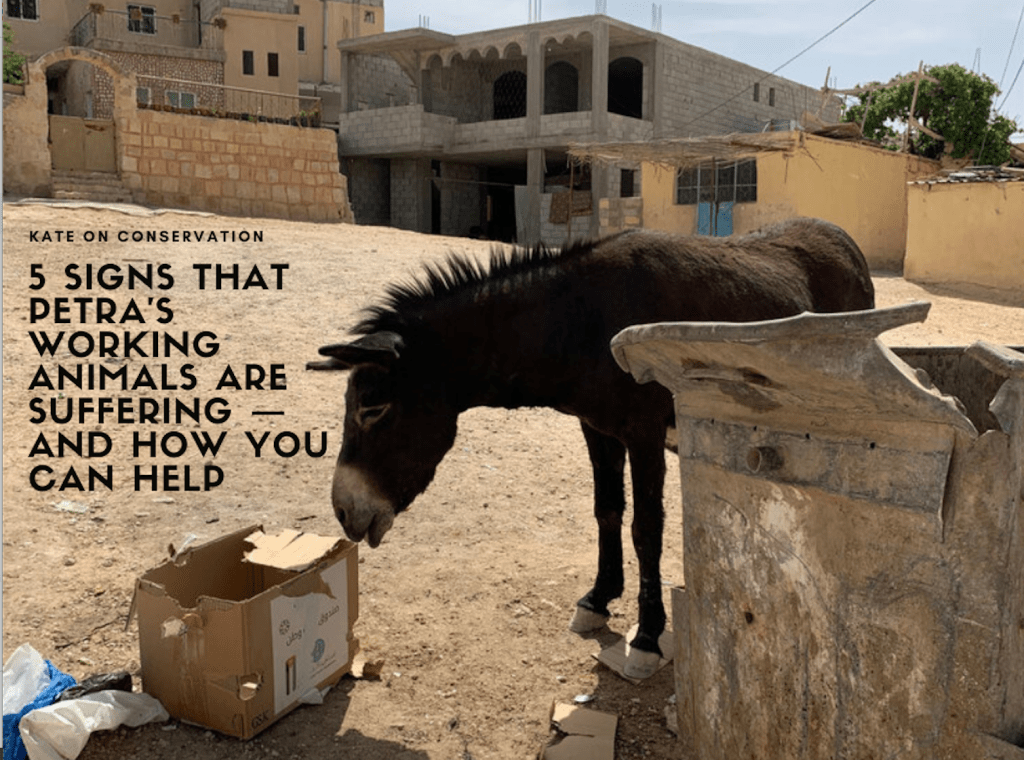 5 Indicators that Petra’s Working Animals are Struggling and Simple methods to Assist Them