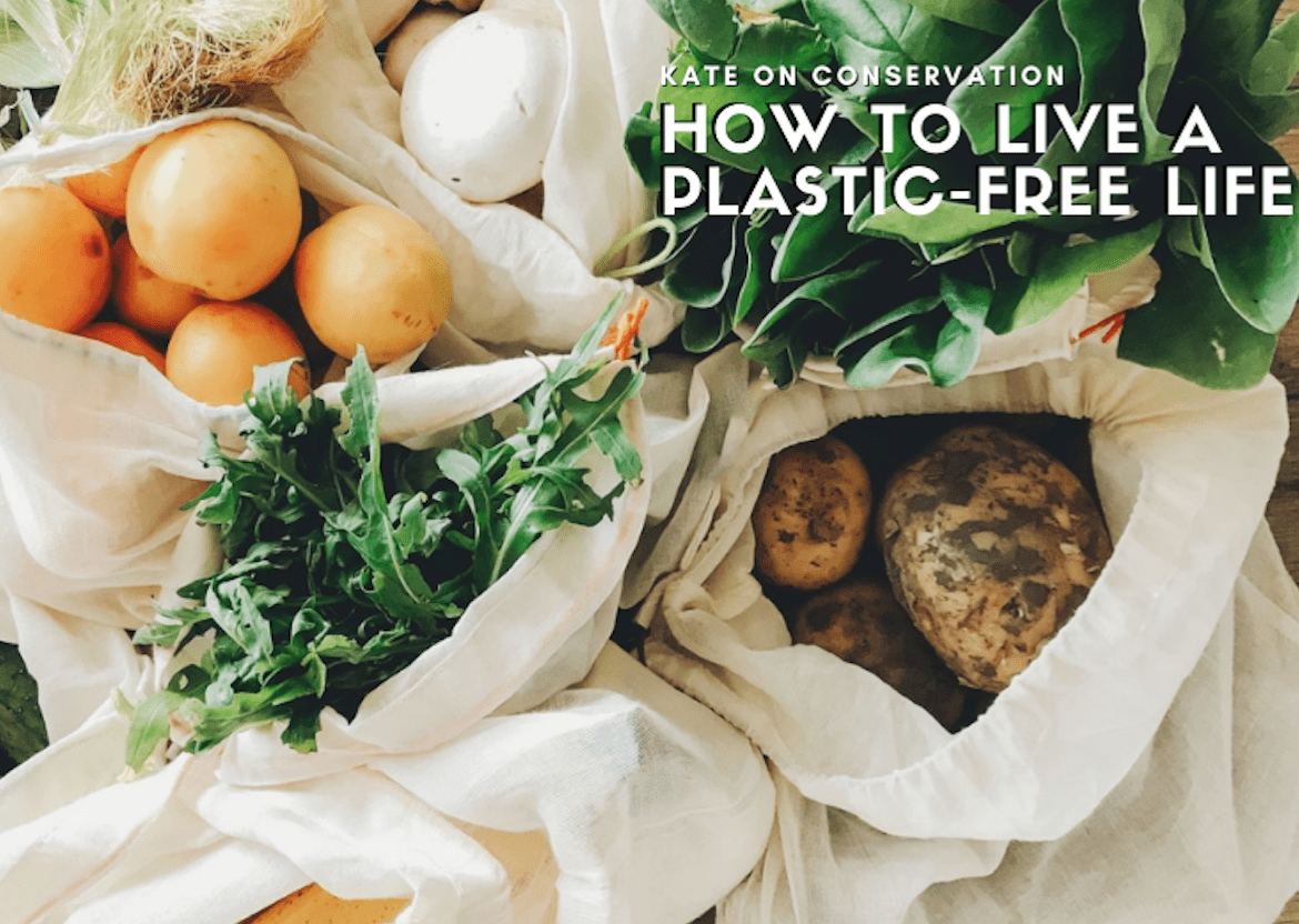 Zero-waste revolution: Probably the greatest methods to Preserve a Plastic-Free Life