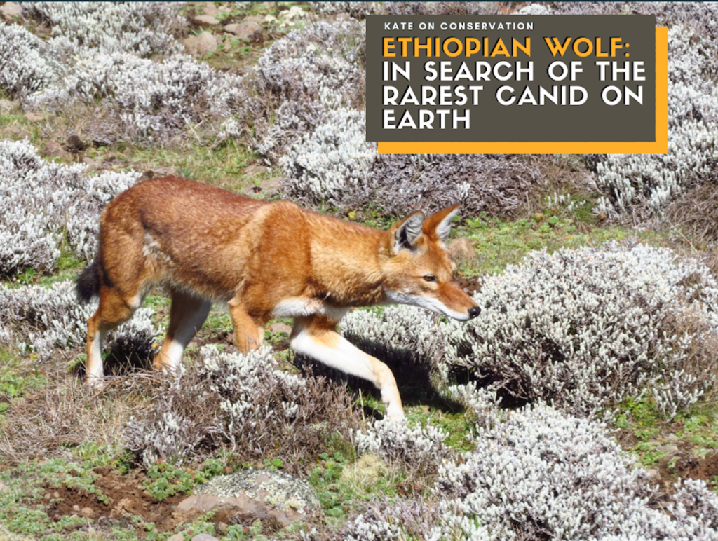 Ethiopian Wolf: Searching for the rarest canid on Earth