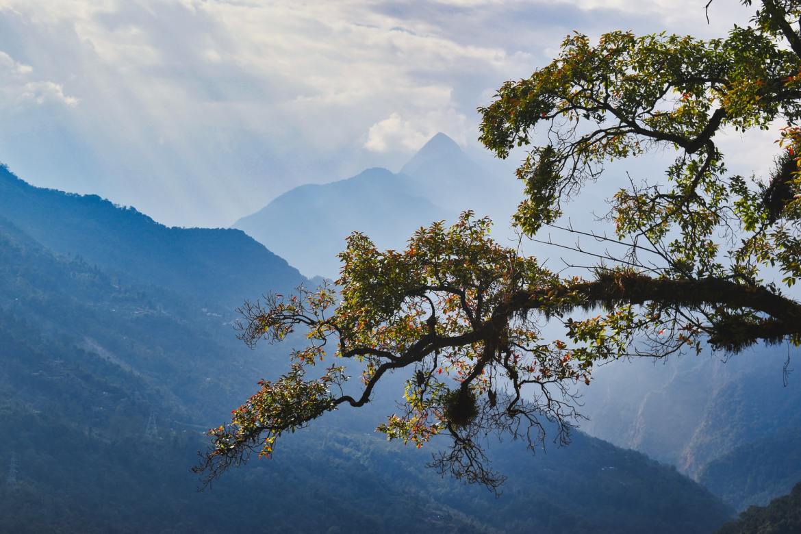 birding in Sikkim India Tree Photo by Amit Singh