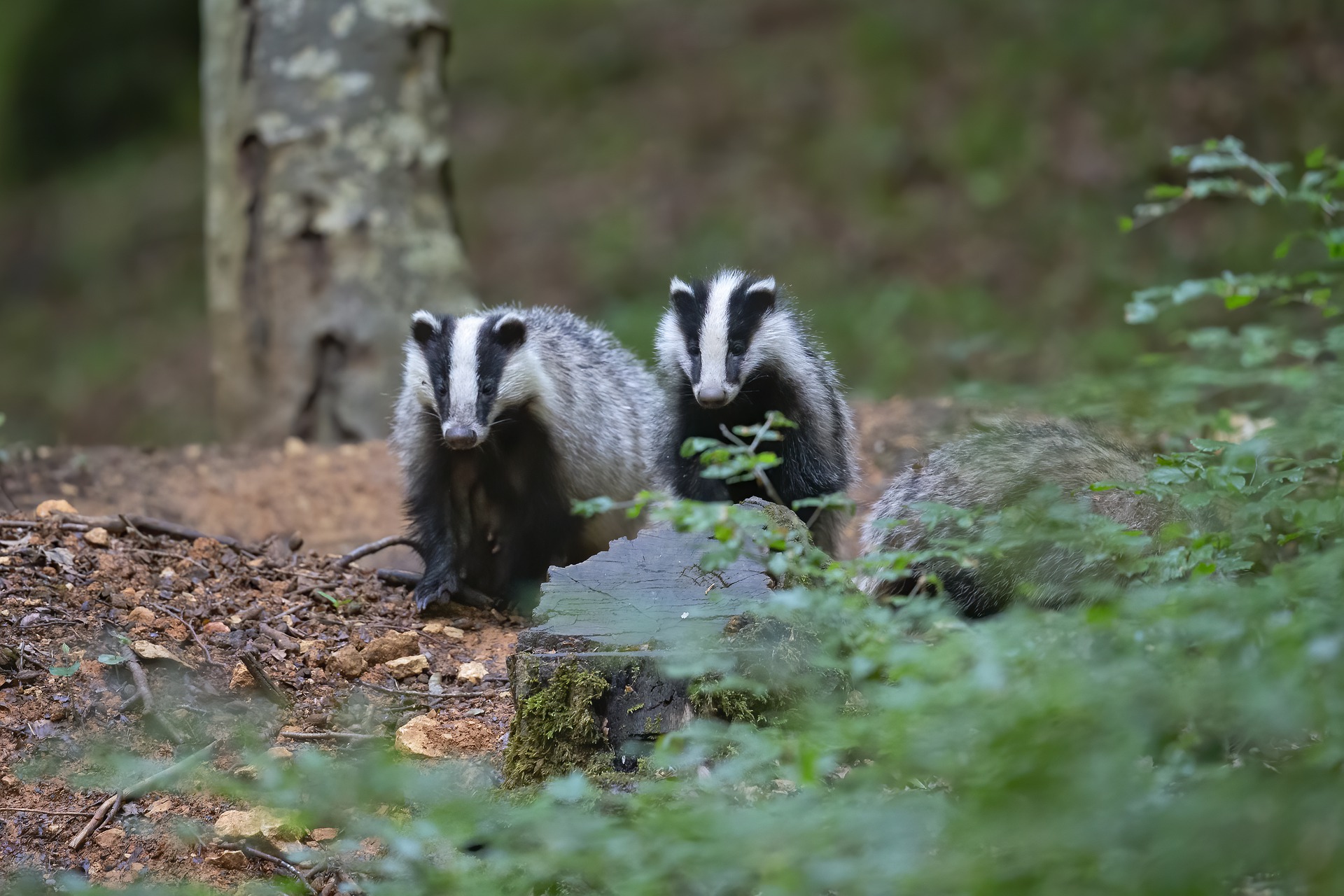 An entire lot of badgers to be killed in 7 new areas irrespective of authorities promise