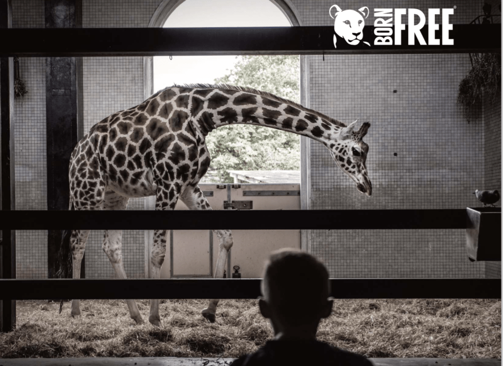 5 methods captivity is dangerous for giraffe wellbeing