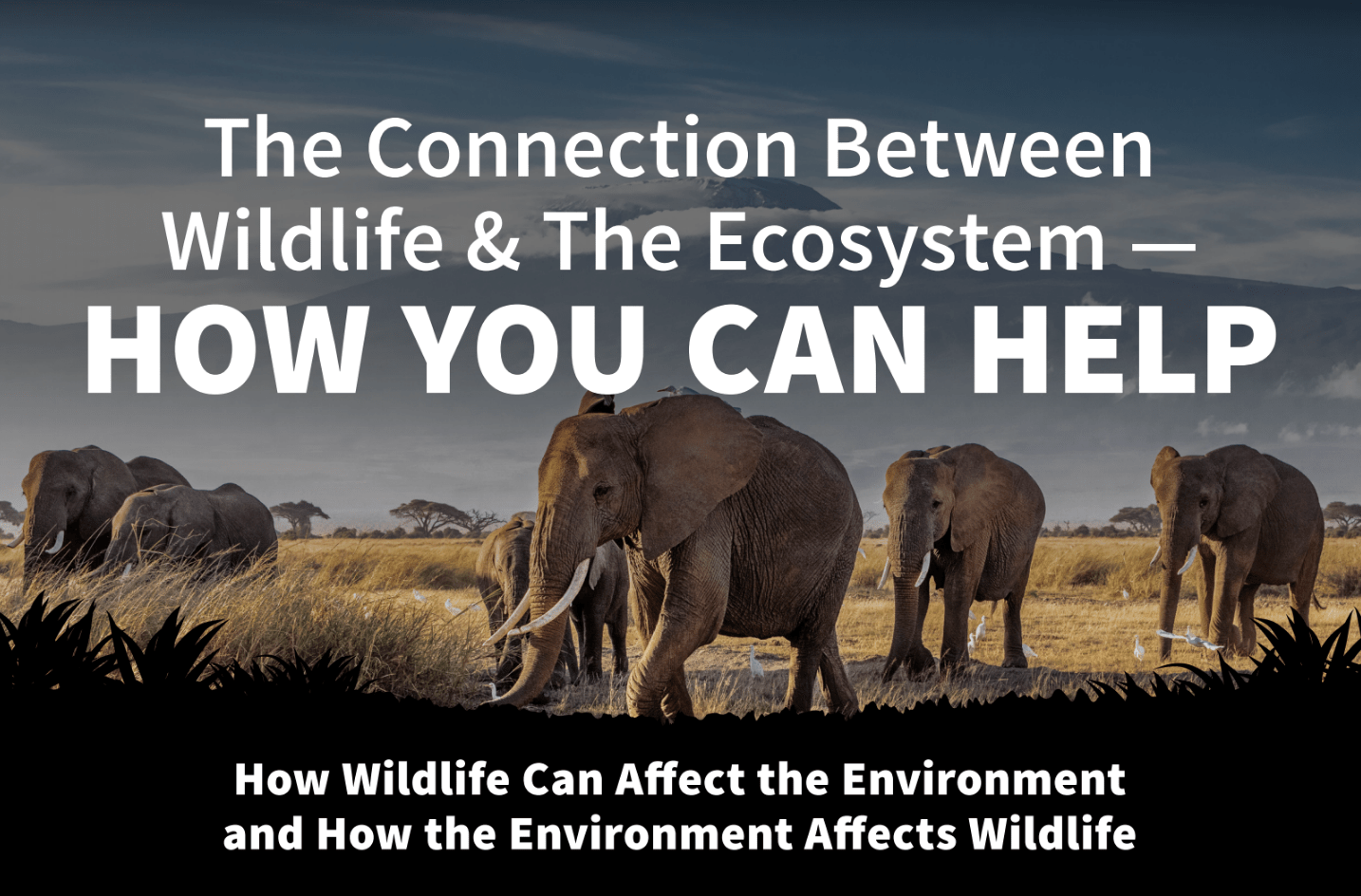 What’s the Connection Between Wildlife and the Ecosystem?