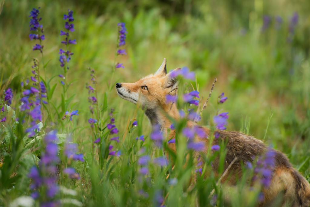 Suggestions on how one can care in your native foxes