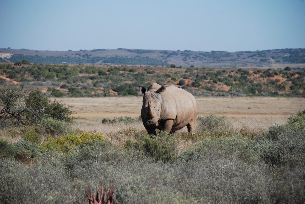 Born Free Launches World Nature Restoration Funding Initiative