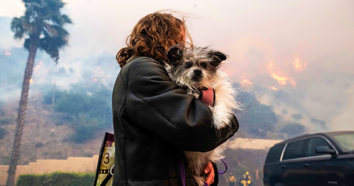 Emergency assist for individuals and animals impacted by LA wildfires