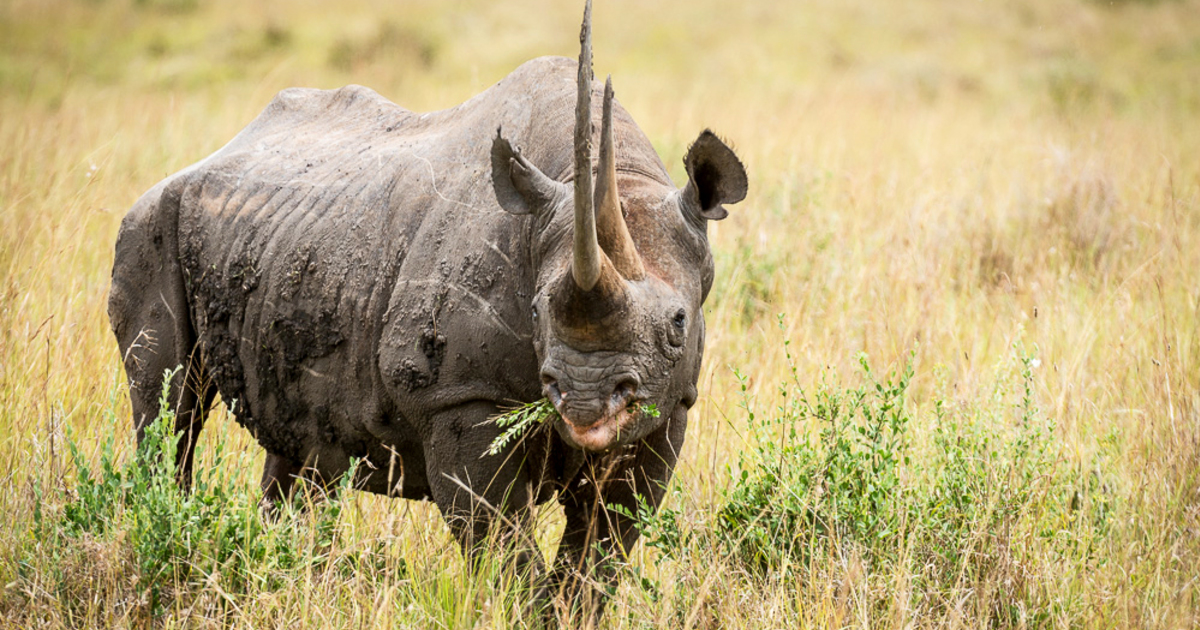 Rhino poaching: Why it’s a giant drawback