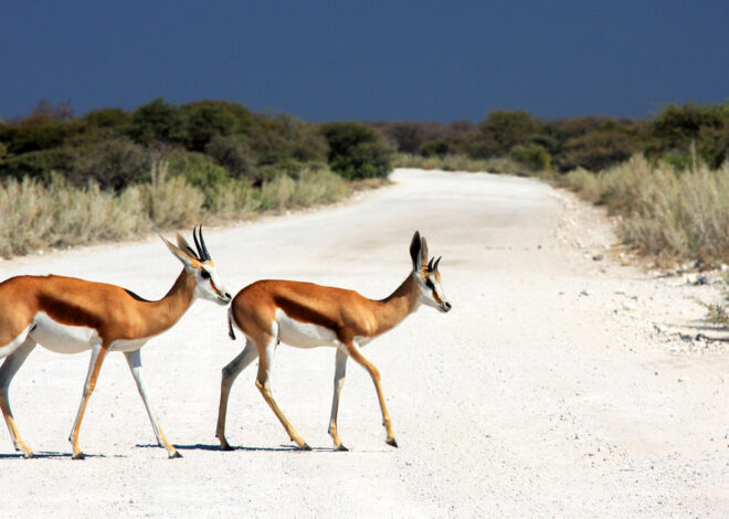 African animals with horns: info and pictures