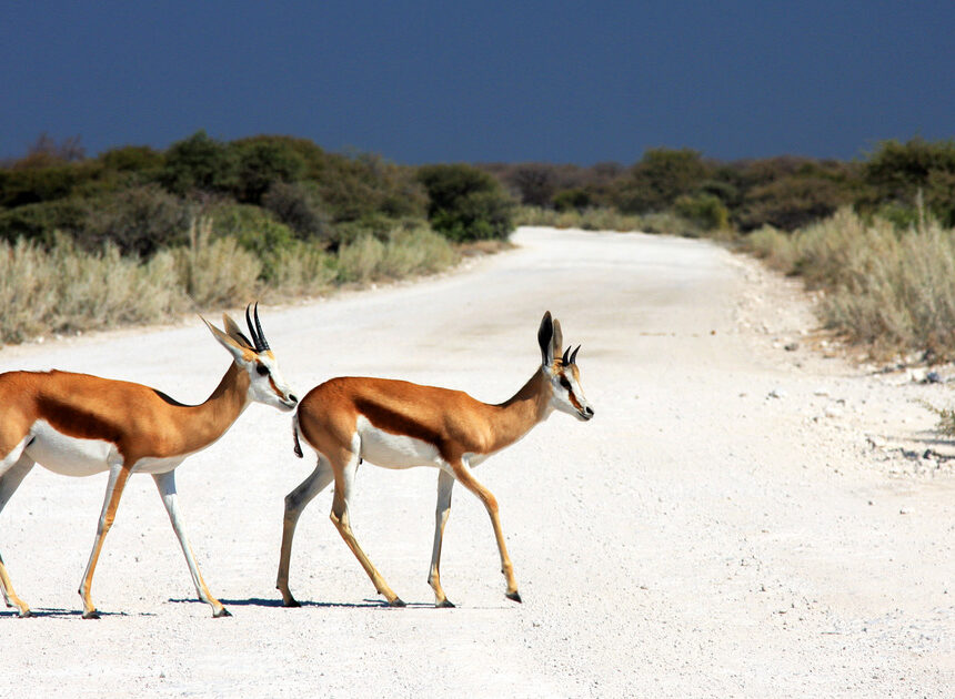 African animals with horns: info and pictures