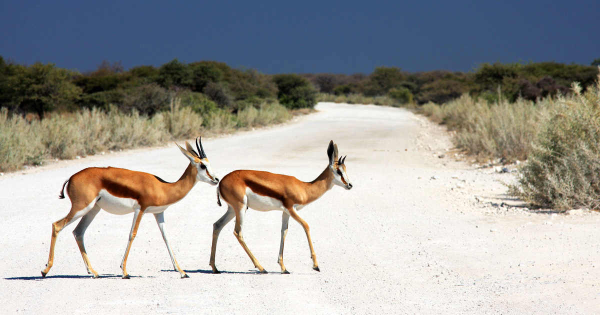 African animals with horns: info and pictures