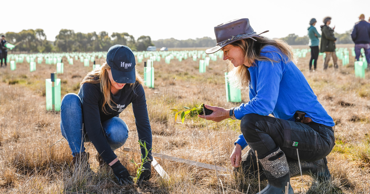 Recovering and reconstructing habitats after Black Summer season season