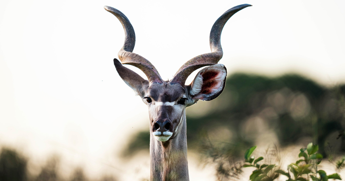 Very good animals with horns: information and pictures