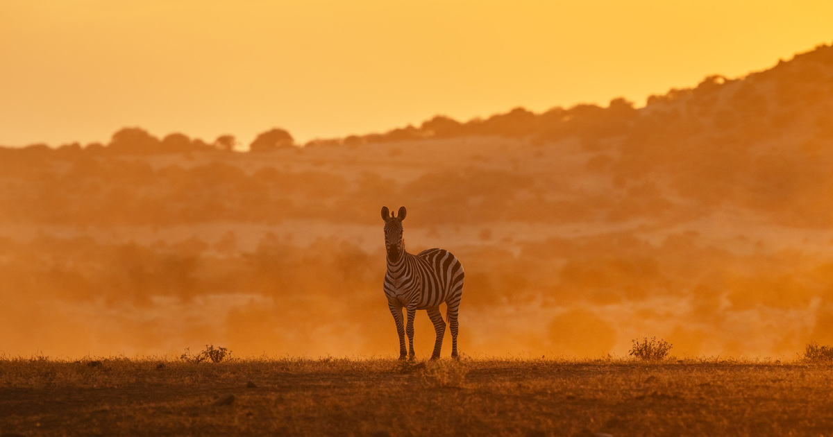 8 nature-based local weather options that shield our planet