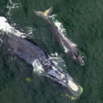 North Atlantic correct whale calving season has begun