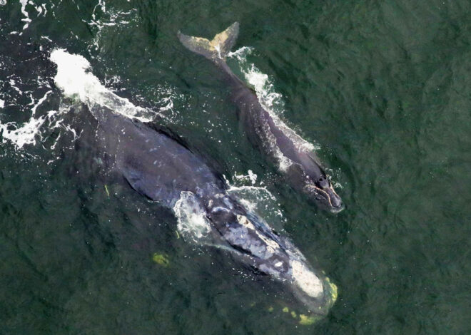 North Atlantic correct whale calving season has begun