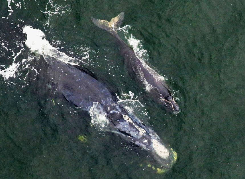 North Atlantic correct whale calving season has begun