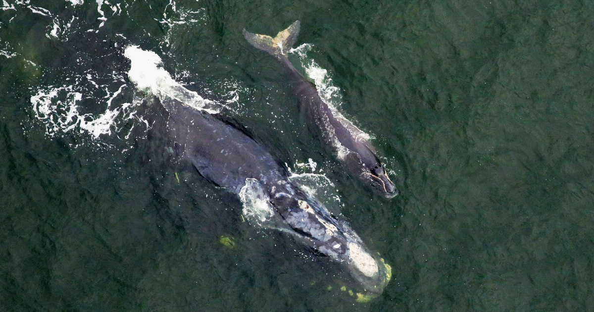 North Atlantic correct whale calving season has begun