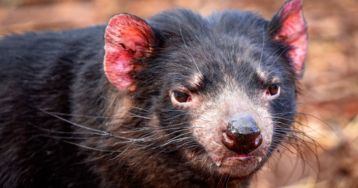 Prime 10 most fascinating animals in Australia