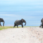 Human-wildlife battle in Kenya