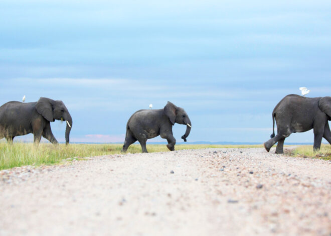 Human-wildlife battle in Kenya