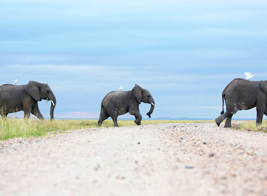 Human-wildlife battle in Kenya