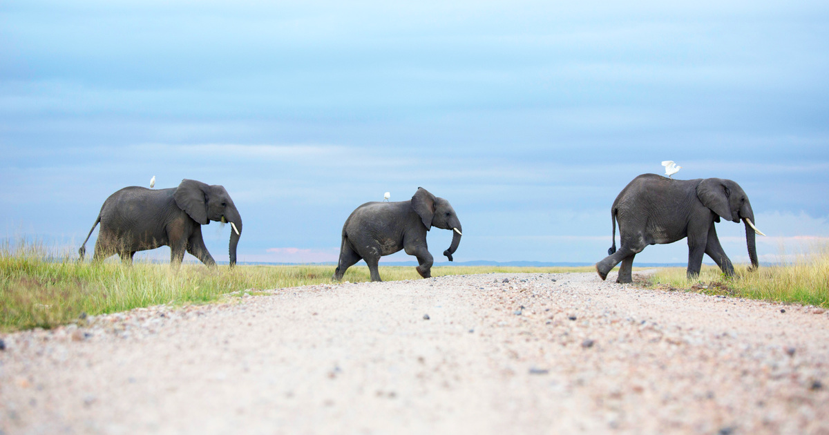 Human-wildlife battle in Kenya