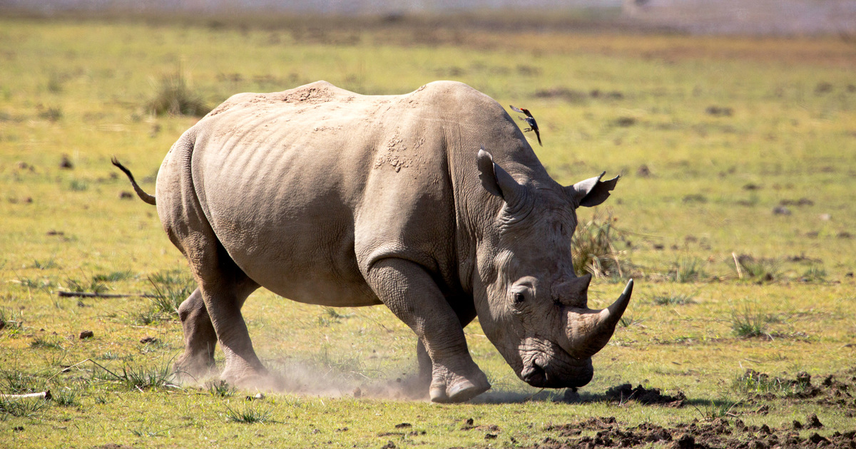 11 enjoyable info about rhinos